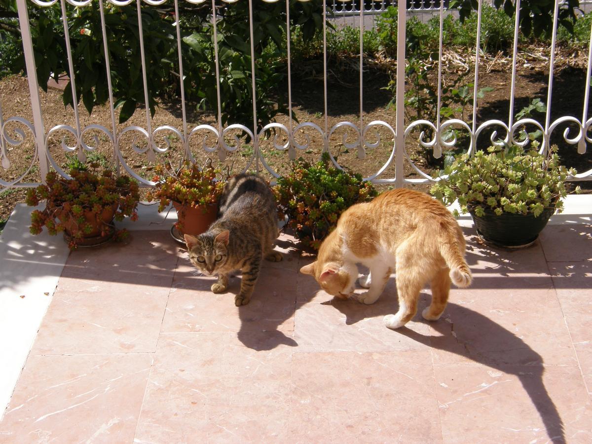 פאלאוקסטריצה Villa Maria Makri חדר תמונה